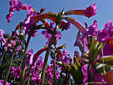 Incarvillea delavayi