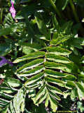 Incarvillea delavayi