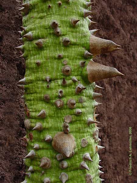 Ceiba pentandra