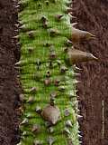 Ceiba pentandra