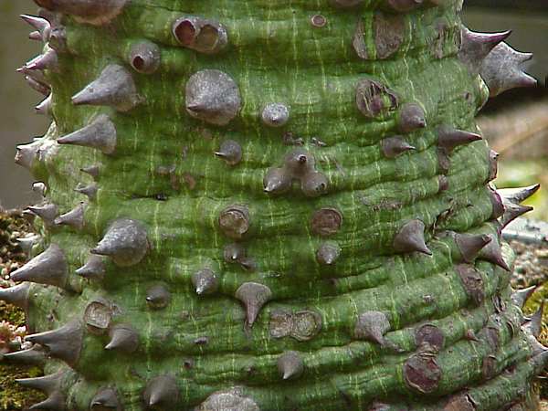 Ceiba pentandra