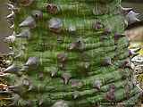 Ceiba pentandra