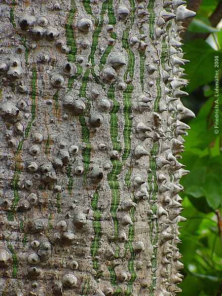 Ceiba pentandra