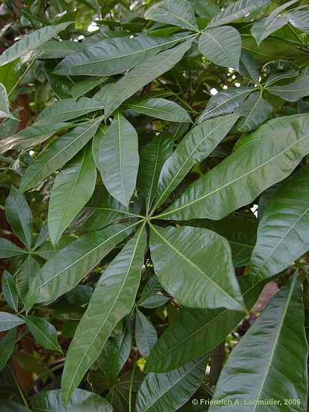 Pachira aquatica