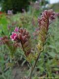 Anchusa officinalis