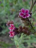 Anchusa officinalis