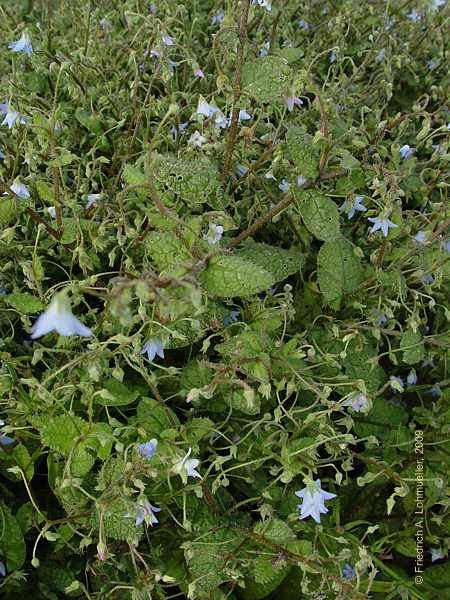 Borago pygmaea