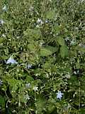 Borago pygmaea