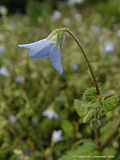 Borago pygmaea