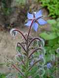 Borago officinalis