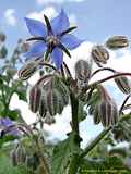 Borago officinalis