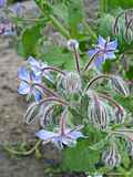 Borago officinalis