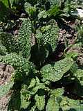 Borago officinalis