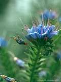 Echium pininana