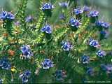 Echium pininana