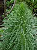 Echium wildpretii