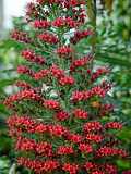 Echium wildpretii