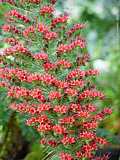 Echium wildpretii