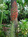 Echium wildpretii