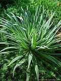 Echium wildpretii