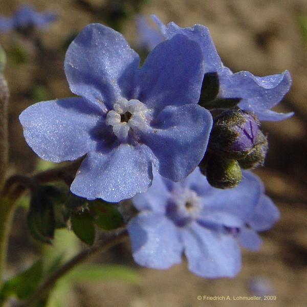 Eritrichium canum