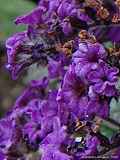 Heliotropium arborescens