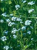 Myosotis arvensis