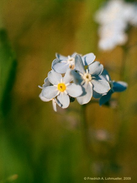 Myosotis arvensis