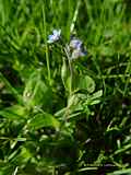 Myosotis arvensis