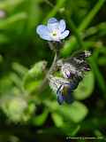 Myosotis arvensis