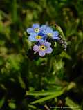 Myosotis discolor