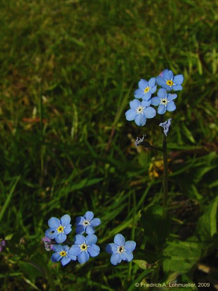 Myosotis discolor