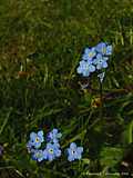 Myosotis discolor