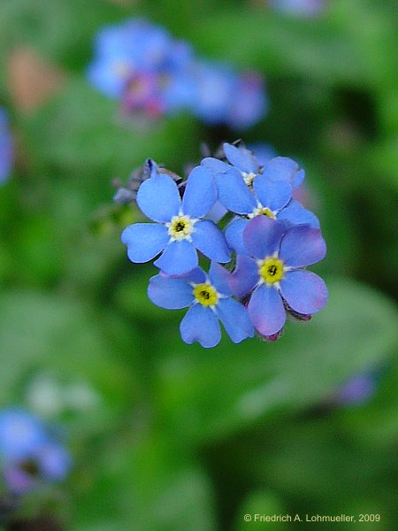 Myosotis sylvatica