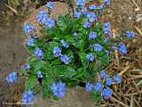 Myosotis sylvatica