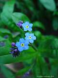 Myosotis sylvatica