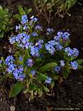 Myosotis sylvatica