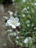 Omphalodes linifolia