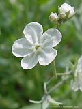 Omphalodes linifolia