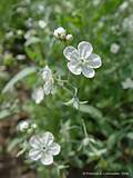 Omphalodes linifolia