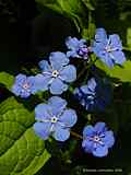 Omphalodes verna