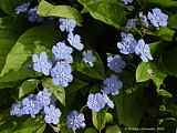 Omphalodes verna