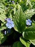 Omphalodes verna