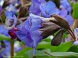 Pulmonaria angustifolia