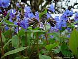 Pulmonaria angustifolia