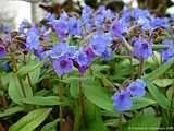 Pulmonaria angustifolia