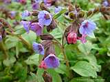 Pulmonaria officinalis