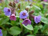 Pulmonaria officinalis