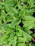 Pulmonaria officinalis