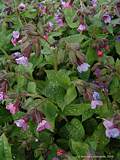 Pulmonaria officinalis